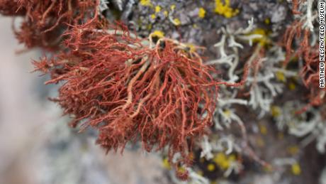 تتمتع الطحالب بعلاقة تكافلية مع فطر يعيش داخل هذا الحزاز على صخرة في صحراء أتاكاما.