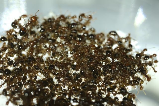 تعتبر طوف النمل الناري الدوار في مختبر ديفيد هو للحركة الحيوية في جامعة جورجيا للتكنولوجيا مثالاً على السلوك الجماعي.