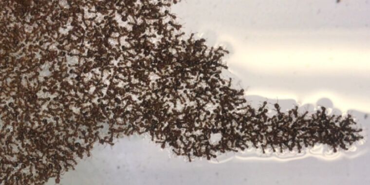 تحدد بعض القواعد البسيطة كيف تغير طوافات النمل الناري العائم شكلها بمرور الوقت