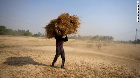 مزارع هندي يحمل محصول قمح تم حصاده من حقل في ضواحي جامو بالهند ، الخميس 28 أبريل 2022. 