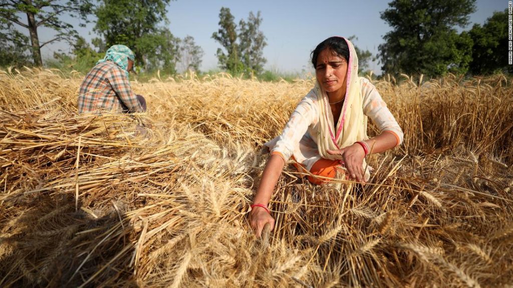 كان القمح الهندي يخفف من أزمة الغذاء.  ثم حظرت الصادرات