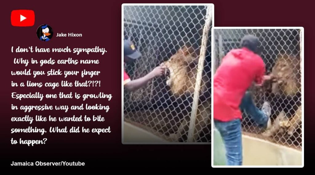 تم الإمساك بالكاميرا: الزائرون يشاهدون أسدًا في حالة صدمة بينما يعض إصبع رجل في حديقة الحيوانات في جامايكا