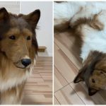 رجل ياباني ينفق 15700 دولار على زي كلاب لتحقيق حلم حياته بالتحول إلى حيوان