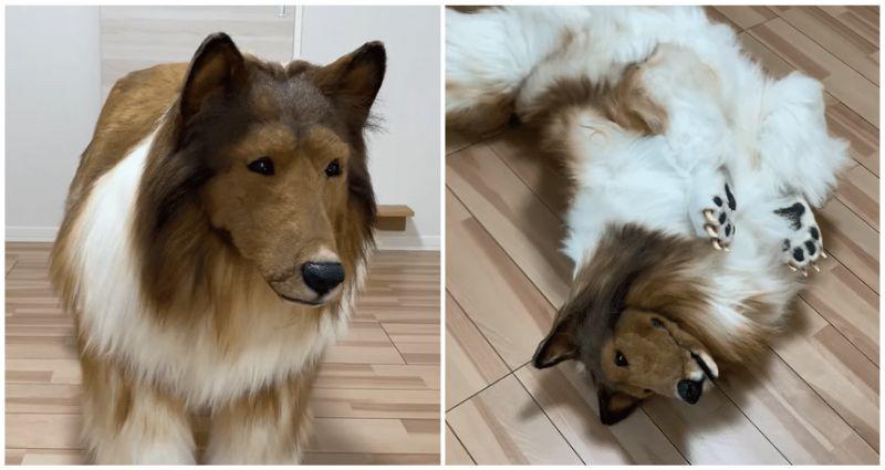 رجل ياباني ينفق 15700 دولار على زي كلاب لتحقيق حلم حياته بالتحول إلى حيوان