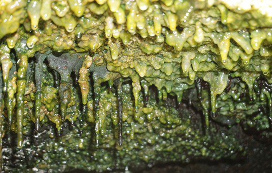 تتدلى حصائر ميكروبية سميكة تحت حافة صخرية في فتحات بخار تمتد على طول المنطقة المتصدعة الشرقية في جزيرة هاواي.  حقوق الصورة: Jimmy Saw
