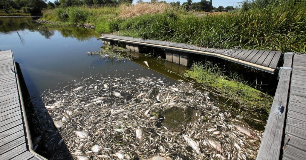 تبحث ألمانيا وبولندا عن سبب نفوق الأسماك الجماعي في نهر أودر