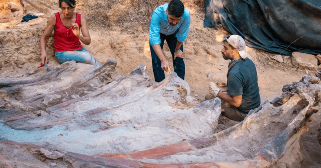 تم العثور على هيكل عظمي لديناصور يبلغ طوله 82 قدمًا في فناء خلفي لرجل في البرتغال.  يمكن أن يكون الأكبر على الإطلاق في أوروبا.