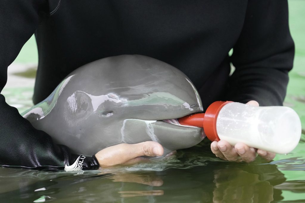 يتحسن عجل الدلفين المريض بالحليب الذي يتم تغذيته بالأنابيب ، مما يساعد اليدين