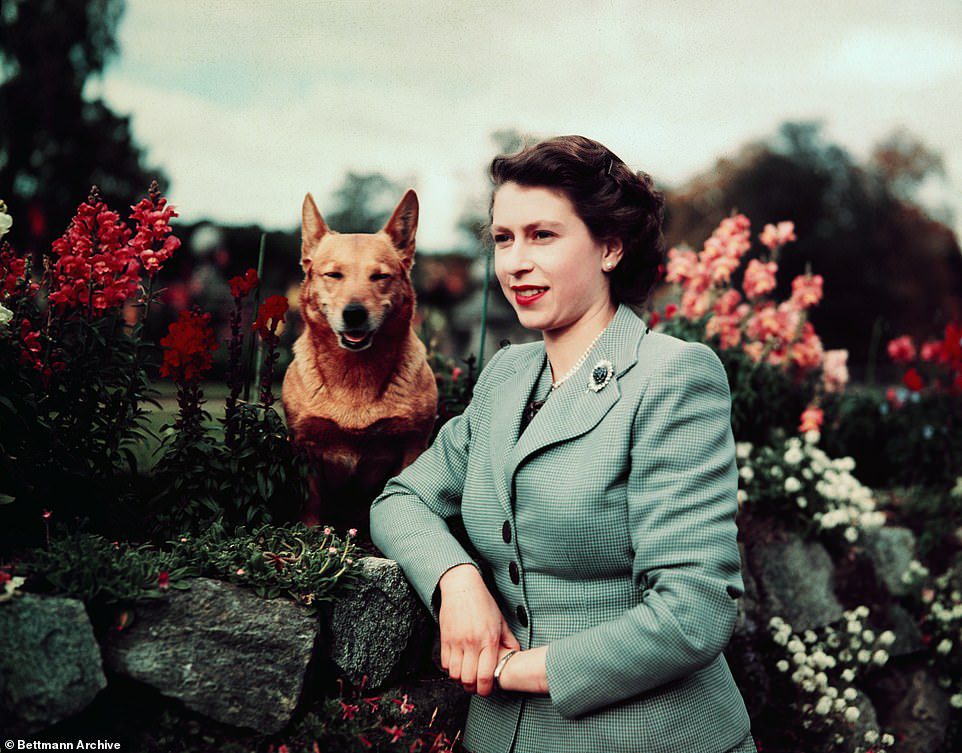 شوهدت الملكة قبل أسابيع قليلة فقط وهي تمشي كلابها في الحدائق - وهو أمر كانت تفعله منذ عقود