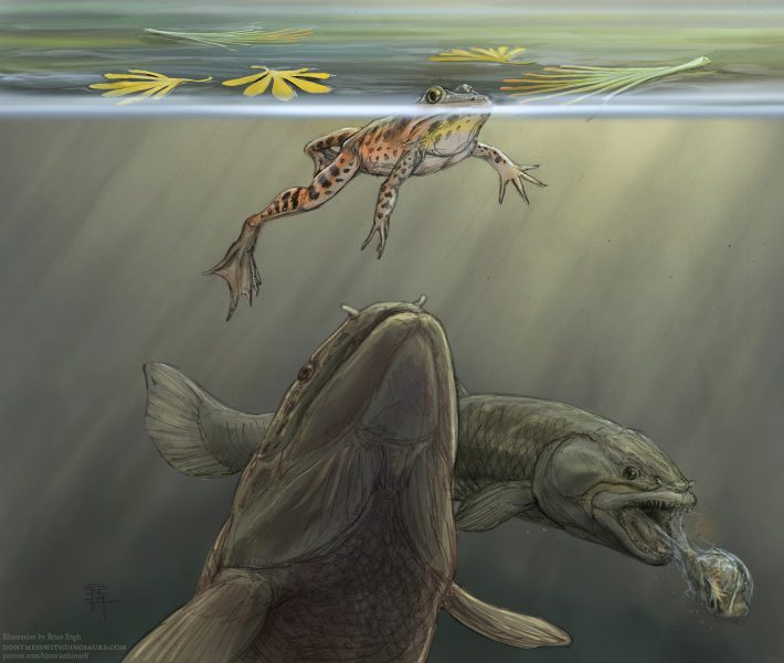 رسم توضيحي لسمكة ما قبل التاريخ تقترب من ضفدع غافل على سطح الماء ، وسمكة أخرى تقذف ضفدعًا في الخلفية