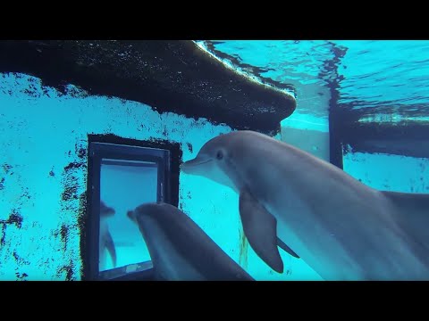 فيديو الدلافين: ما مدى ذكائهم في الواقع؟  |  داخل عقل الحيوان |  بي بي سي ايرث