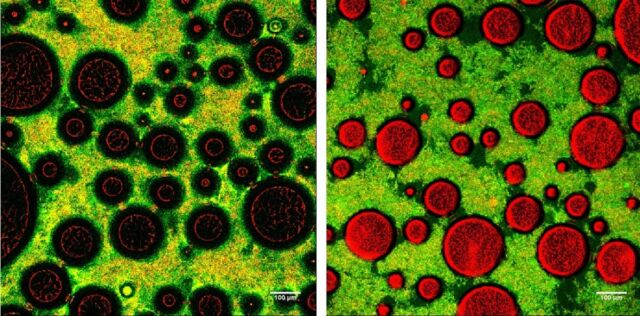 صور مجهرية للرغوة اللينة (اليسرى) والصلبة (اليمنى).  المناطق الخضراء / الصفراء عبارة عن شبكات من البكتيريا وبروتين الحليب. 