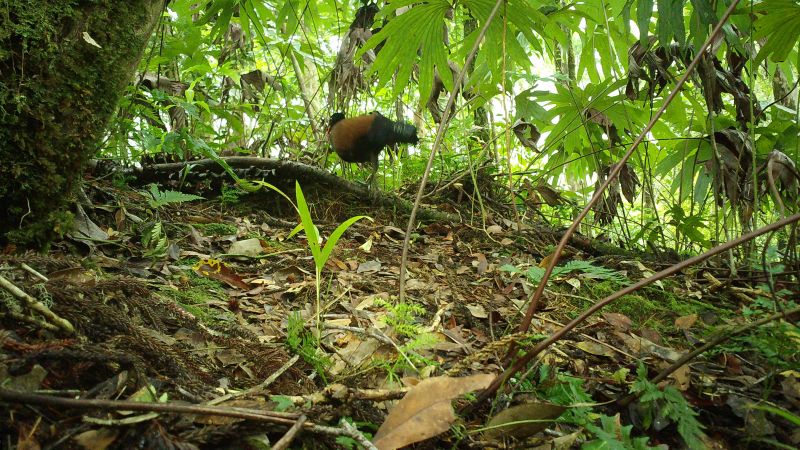 أنواع الحمام المفقودة منذ زمن طويل "أعيد اكتشافها" في بابوا غينيا الجديدة